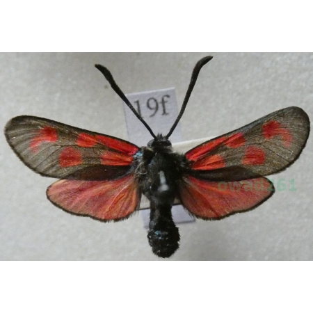 Zygaena filipendulae (Linnaeus, 1758) Kraśnik sześcioplamek Czech19f